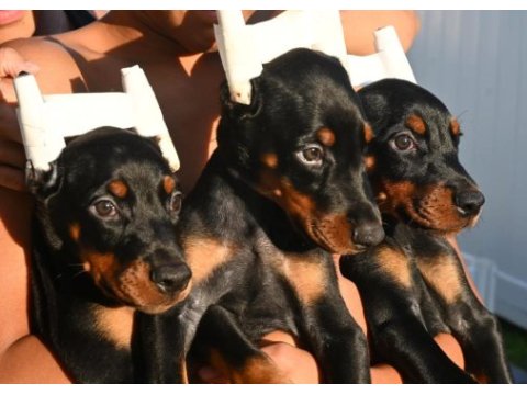 Ruhsatlı köpek çiftliğinden doberman yavrular