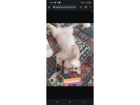 3 aylık british shorthair erkek