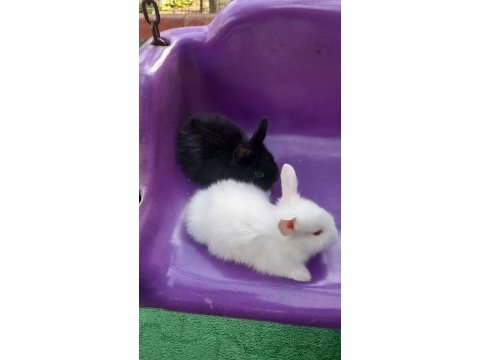 Dişi erkek yavru tavşanlarımız yeni yuvalarını bekliyor