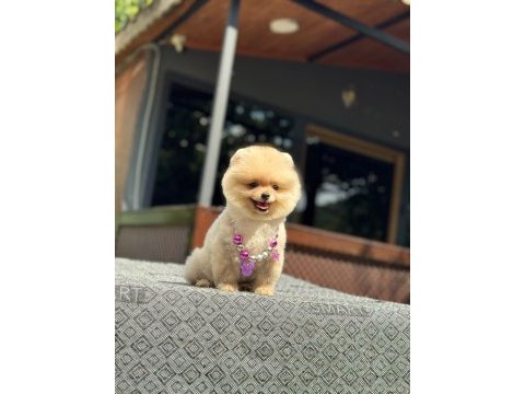 Sağlık ve ırk garantili pomeranian köpeğimiz