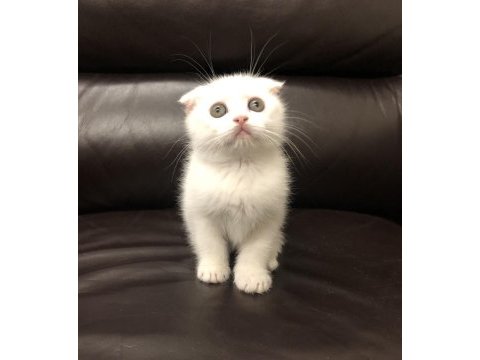 Safkan scottish fold