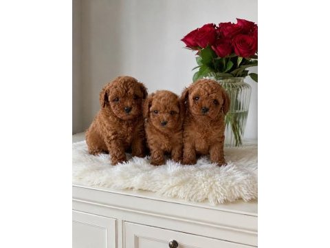 Ailelere uygun toy poodle yavrular