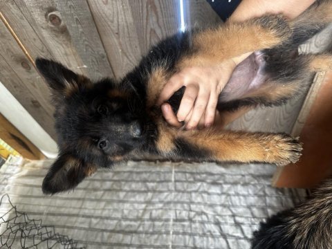 55 günlük alman çoban köpeği yavruları