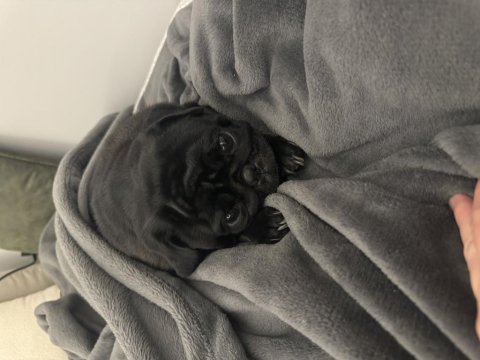 Çok sevdiğimiz pug kızımızı üzülerek sahiplendiriyoruz