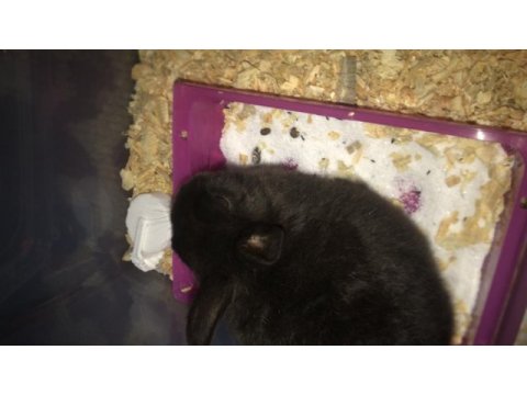 Siyah yavru cüce tavşan