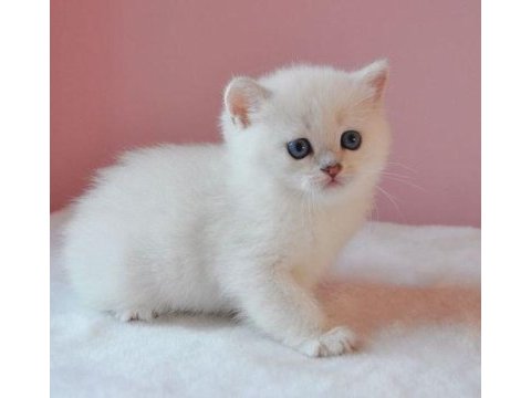 British longhair bebekleri