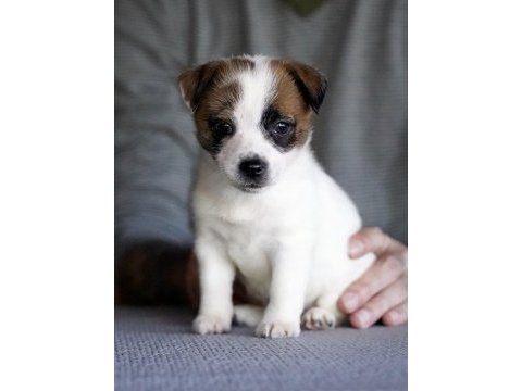 Fcı şecereli dereceli soydan gelen jack russell