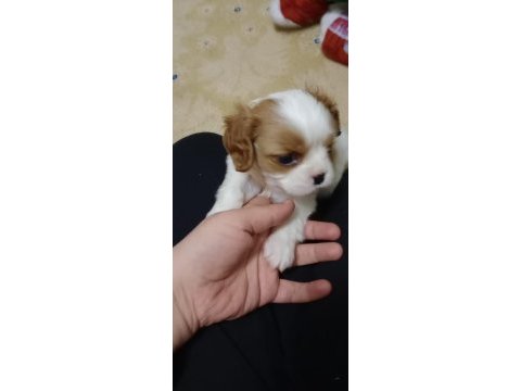 3 aylık erkek bebek king charles