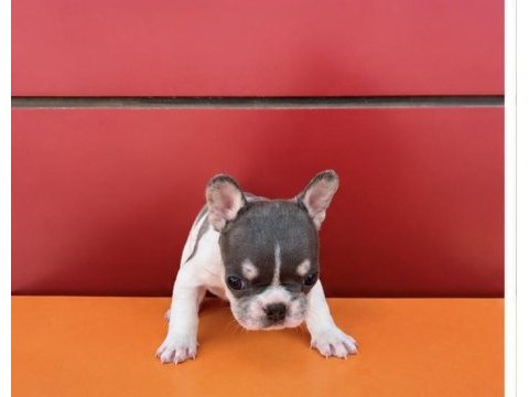 Egzotik renk french bulldog bebekler