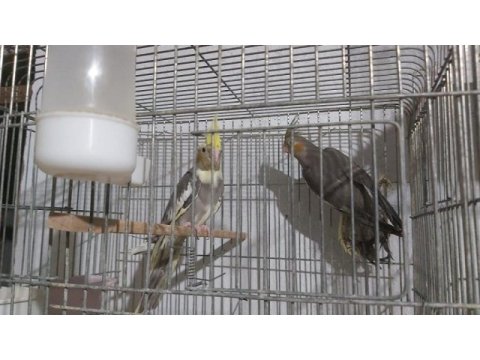 Sultan papaganı yavru kızma çift// japones muhabbet kuşu