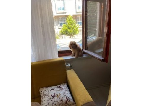Orjinal a kalite toyy poddle dişi 2 aylık açıklama bak