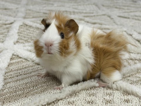 Ginepig yeni sahibini arıyor