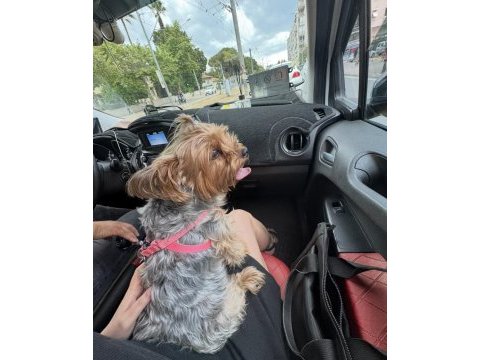 Köpeğimiz için lütfen açıklama okuyun