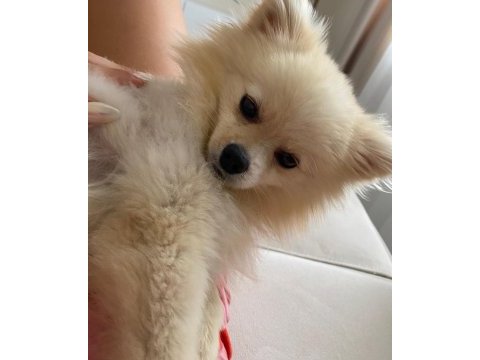 8 aylık pomeranian spitz