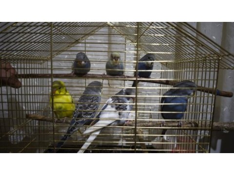 Yeni yeme düşmüş yavru muhabbet kuşu