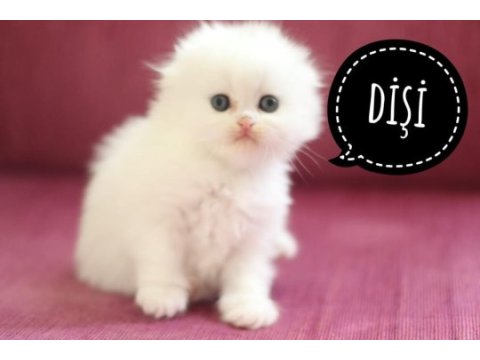 Hodri meydan daha güzeli yok en tatlı scottish fold