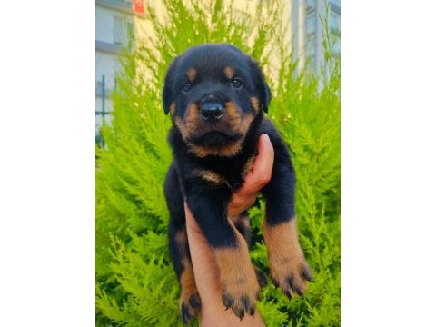 Koca kafalı rottweiler yavruları