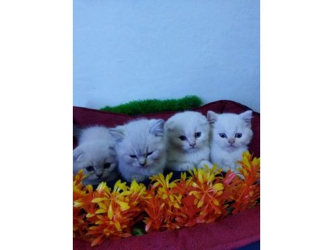 Muhteşem güzellikte beyaz scottish fold yavrularımız