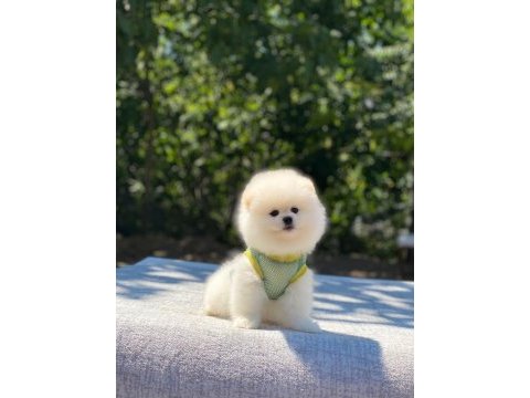 Pomeranian boo safkan ayı surat bebeklerim