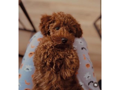 Dişi toy poodle sahiplendirme (ücretli)
