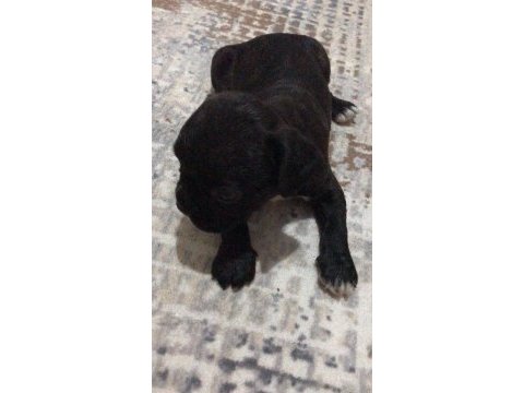 Kaliteli tieger dişi yavru french bulldog