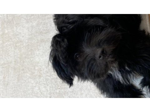 Minik köpeğimiz yuva arıyor