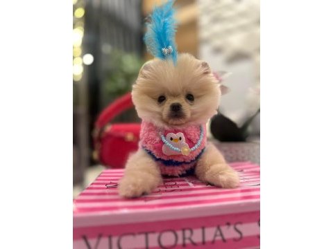 Evinize mutluluk getirecek minicik yavru köpekler
