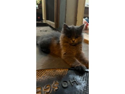 British longhair dişi oyuncu sağlıklı ücretli