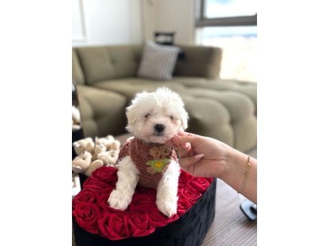 0 numara maltese köpekler