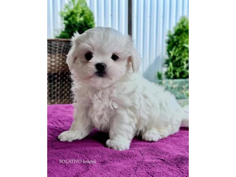 Micro boys bichon frise bebeklerim