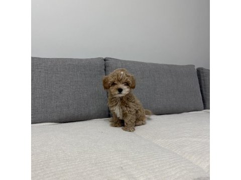 Ev doğumlu poodle yavrum