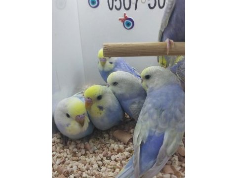 Yavru muhabbet kuşlarımız