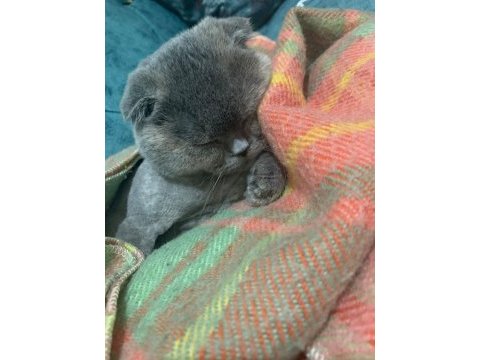 Dünya tatlısı scottish fold