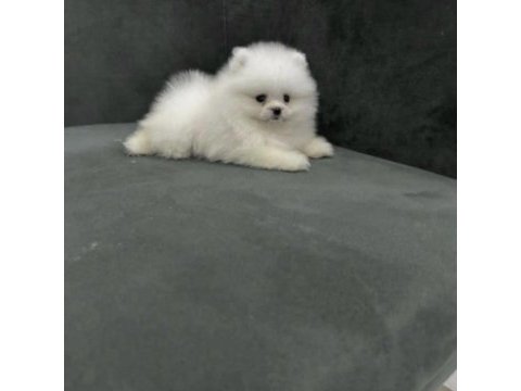 Bakımlı pomeranian boo
