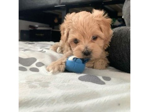 Maltipoo bebekler kore