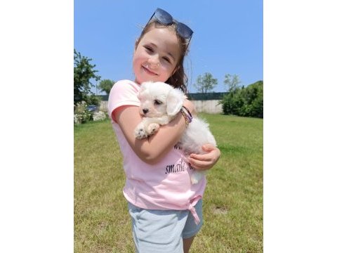 Maltese terrier bembeyaz yavrular