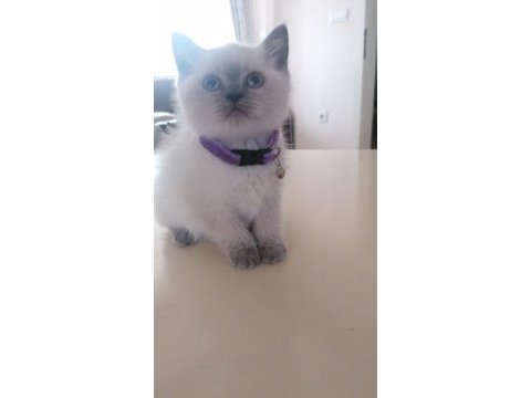 55 günlük dişi british shorthair
