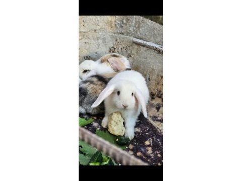 Hollanda lop mavi gözlü yavru tavşan