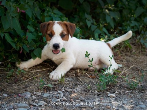 Dereceli anne ve babadan fcı kıf şecereli köpekler