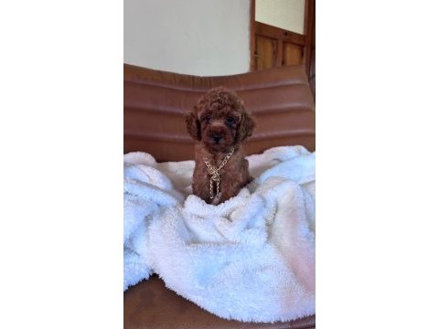Irk ve sağlık garantili poodle bebekleri