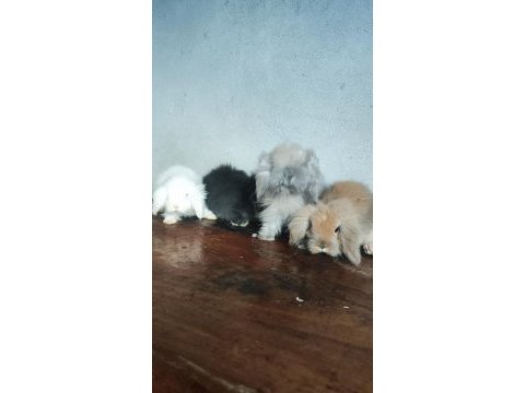 Hollanda teddy lop tavşanı yavruları