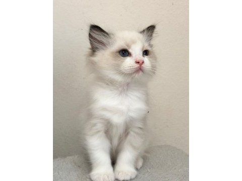 Ayrıcalıklı olmak isteyenlere ragdoll yavrular