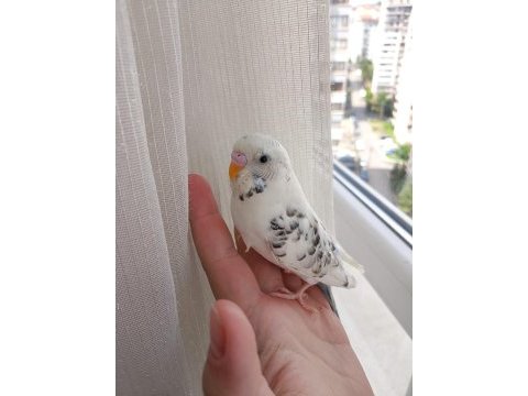 Cins yavru muhabbet kuşu