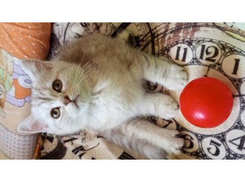 British shorthair ve british golden yavrularımız