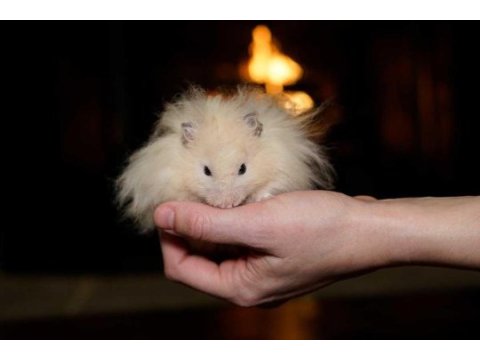 Türkiye ilk ve tek hamster çiftliği eve teslim