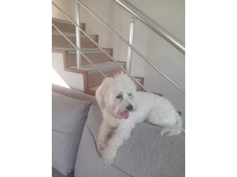 Erkek 2.5 yaşinda köpeğimiz (uysal)