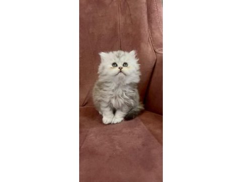 British longhair kedisi