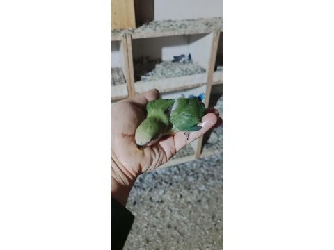Bebek yavrumuz el beslemesi için hazırdır buyrun