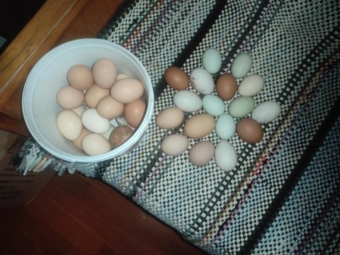 Kuluçkalık yemelik cins köy tavuk yumurtası
