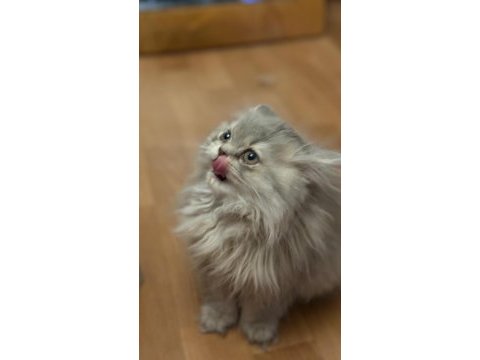 British longhair 3 aylık tuvalet eğitimi var